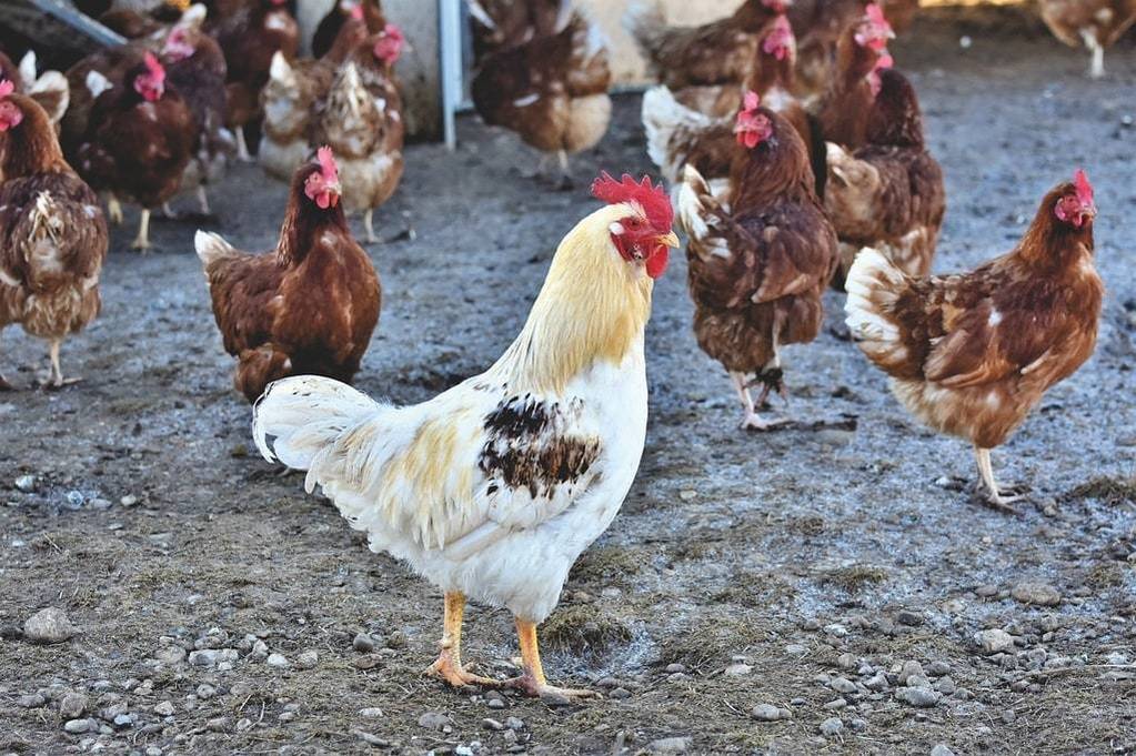 Tout savoir sur l'élevage de poules : races, caractéristiques, choix, élevage, soin...