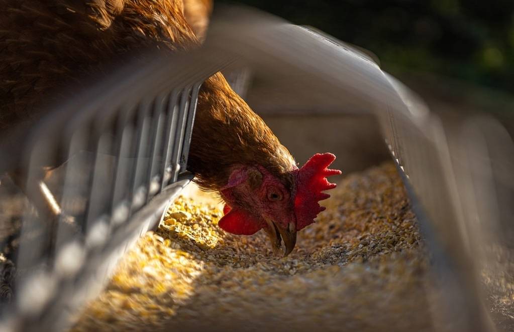 Tout savoir sur l'élevage de poules : races, caractéristiques, choix, élevage, soin...