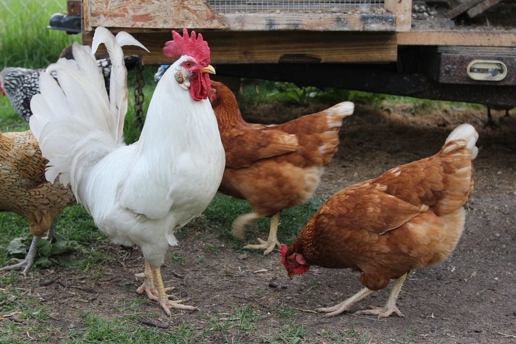 Tout savoir sur l'élevage de poules : races, caractéristiques, choix, élevage, soin...